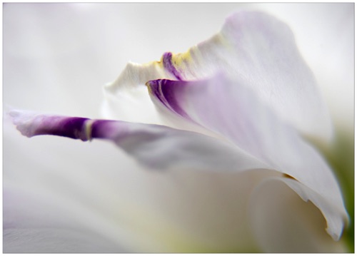007 Lisianthus.jpg 007 Lisianthus.jpg